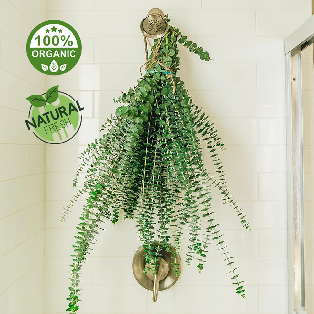 eucalyptus hanging plant for shower Shower Eucalyptus – Paradise Aroma