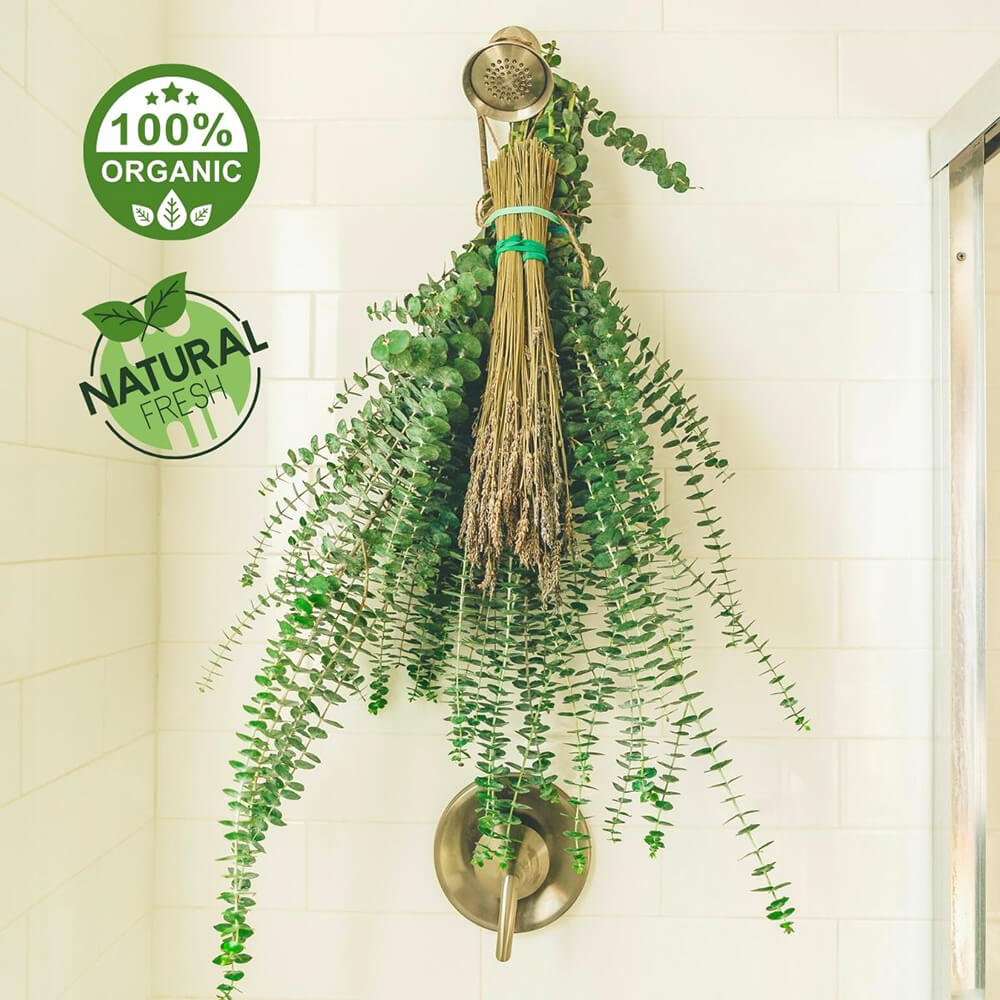 lavender shower plant Fresh Eucalyptus + Lavender Bundle – Paradise Aroma