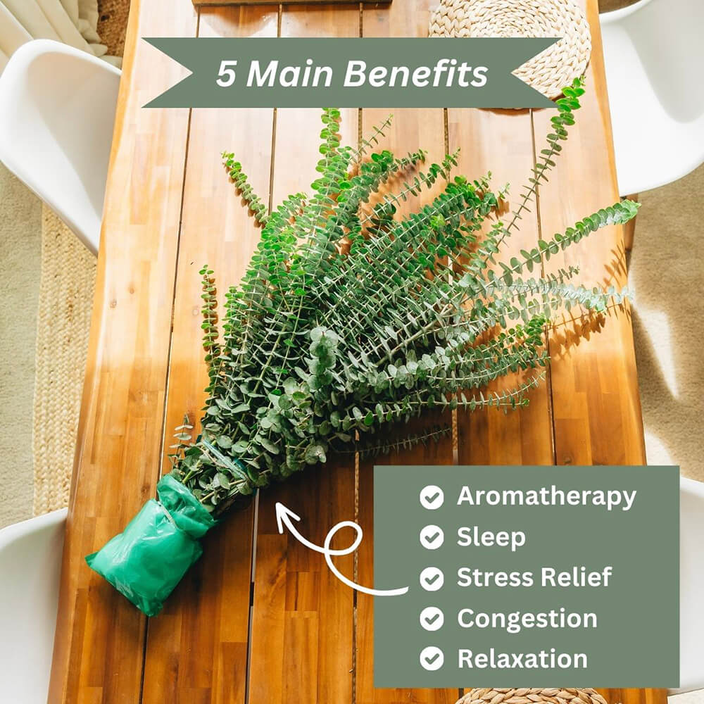 Shower Eucalyptus