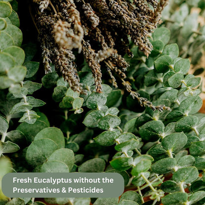 Shower Eucalyptus Lavender